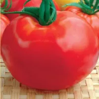 Купить семена Томат Северный полюс