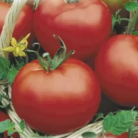 Купить семена Томат Сибирский скороспелый