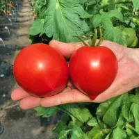 Купить семена Томат Сирано F1 Купить семена Томат Сирано F1