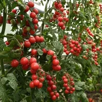 Купить семена Томат Сладкая Встреча Купить семена Томат Сладкая Встреча