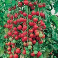 Купить семена Томат Сластена черри Купить семена Томат Сластена черри