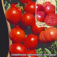 Купить семена Томат Спасская башня