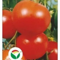 Купить семена Томат Спиридоновский (Спиридон)