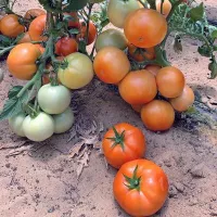 Купить семена Томат Стан 5000 Купить семена Томат Стан 5000