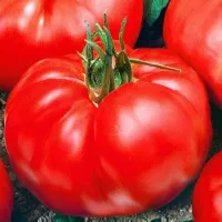 Купить семена томат Стопудовый