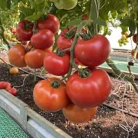 Купить семена Томат Стрега Купить семена Томат Стрега