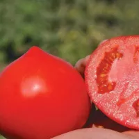 Купить семена Томат Супернова (Примо ред)