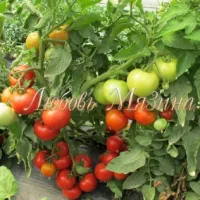 Купить семена Томат Суперприз