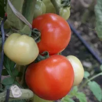 Купить семена Томат Таня F1 Купить семена Томат Таня F1