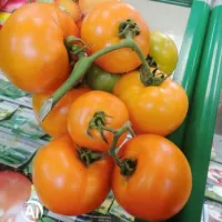 Купить семена Томат Ти-169 F1 Купить семена Томат Ти-169 F1