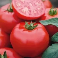 Купить семена Томат Томск