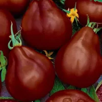 Купить семена Томат трюфель черный