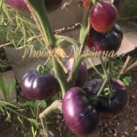Купить семена Томат Убеждение