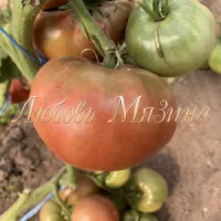 Купить семена Томат Углерод