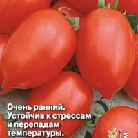 Купить семена Томат Успех