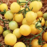 Купить семена Томат Виноград белый