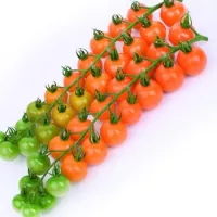 Купить семена Томат Волшебная арфа