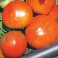 Купить семена Томат Выстрел