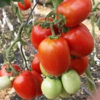 Купить семена Томат Яки Купить семена Томат Яки