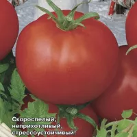 Купить семена Томат Ямал Купить семена Томат Ямал