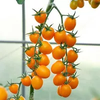 Купить семена томат Ясик