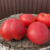 Купить Томат Задница обезьяны