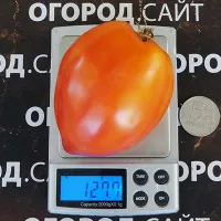 Купить семена томата Гном Затонувший персик