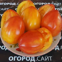 Купить семена томата Гном Затонувший персик