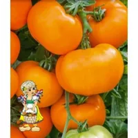 Купить семена Томат Ти-169 F1