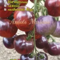 Купить семена Томат Аметистовая драгоценность