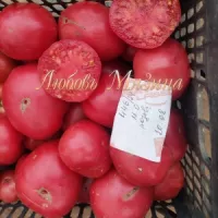 Купить семена Томат Гном Большая Удача