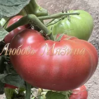 Купить семена Томат Гном Брендифред