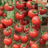 Купить семена Томат Эльф