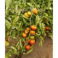 Купить семена Томат Гном Фероковкай