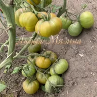 Купить семена Томат Ирландский ликер
