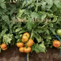 Купить семена Томат Гном Конфетти