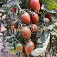 Томат Конфеты Сладкие сосульки