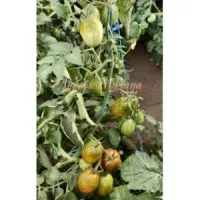 Купить семена Томат Гном Любовь Одри