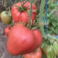 Купить семена Томат Минусинский домашний