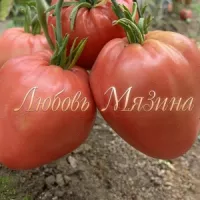 Купить семена Томат Минусинский домашний