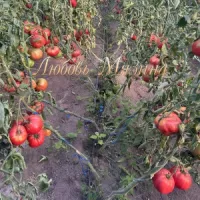 Купить семена Томат Минусинский яблочный