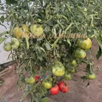 Купить семена Томат Минусинский яблочный