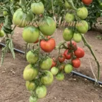 Купить семена Томат Сызранская пипочка