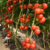 Томат Румяный шар F1 Вкуснотека