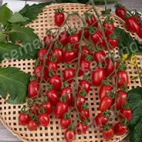 Купить семена Томат Сладкий фонтан