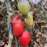 Купить семена Томат Подарок тетушки Сварло от Мязиной