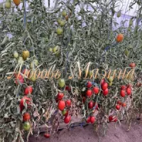 Купить семена Томат Подарок тетушки Сварло от Мязиной