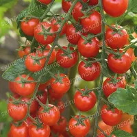 Купить Томат Терек