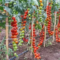 Купить Томат Терек