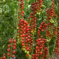 Купить Томат Терек